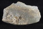 Ellipsocephalus hoffi (SCHLOTHEIM 1823) - Bild © FossNet FossilienStore